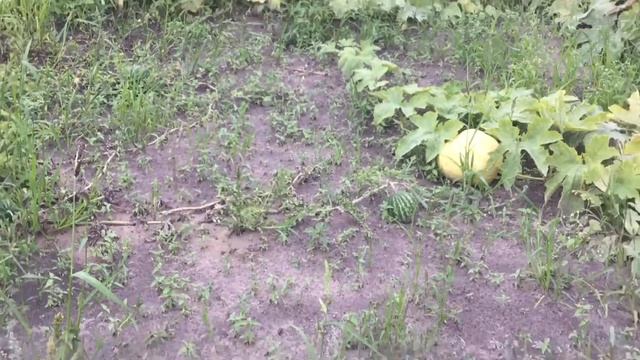 Так справляют Свадьбу в Деревне - часть 2. смотреть онлайн