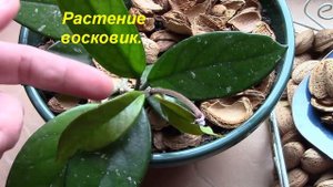 Мульчирование комнатных растений.  Для чего нужно мульчирование  Идеи мульчирования почвы в кашпо!