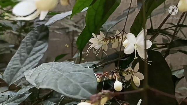 CLERODENDRUM SCHMIDTII - Chains of glory