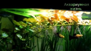 Новые обитатели аквариума#аквариум 120 литров