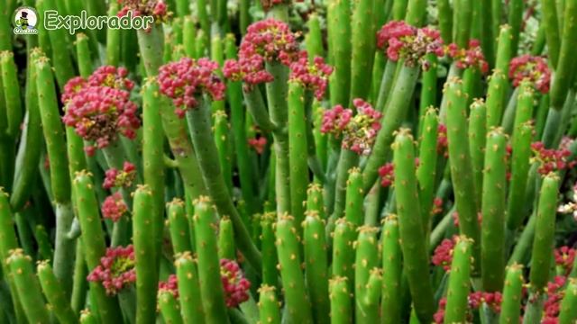 43 Espectaculares Variedades de Euphorbia ! смотреть онлайн