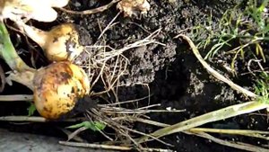 УБОРКА ЛУКА. Когда убирать ЛУК? Как определить готовность урожая. Хранение лука