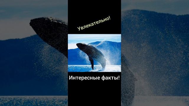 Новинка: Плейлист Красная книга России смотреть онлайн