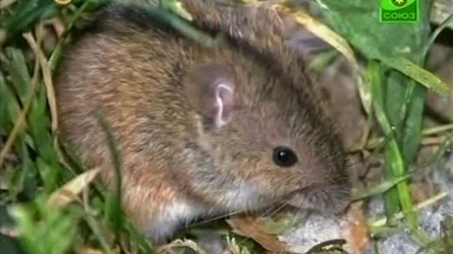 Шишкина Школа Природоведение Урок 45 Как животные и птицы готовятся к зиме смотреть онлайн