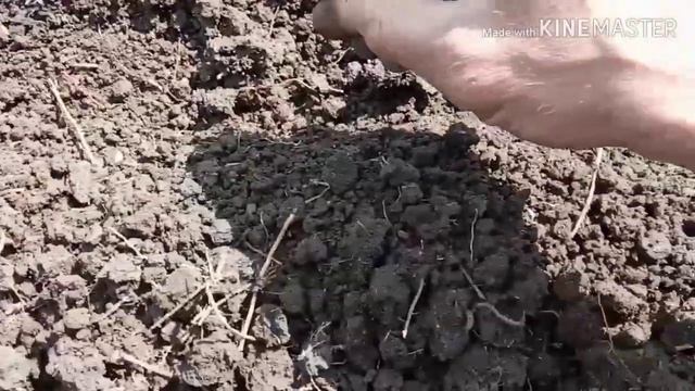 Посадка медоносных деревьев. смотреть онлайн