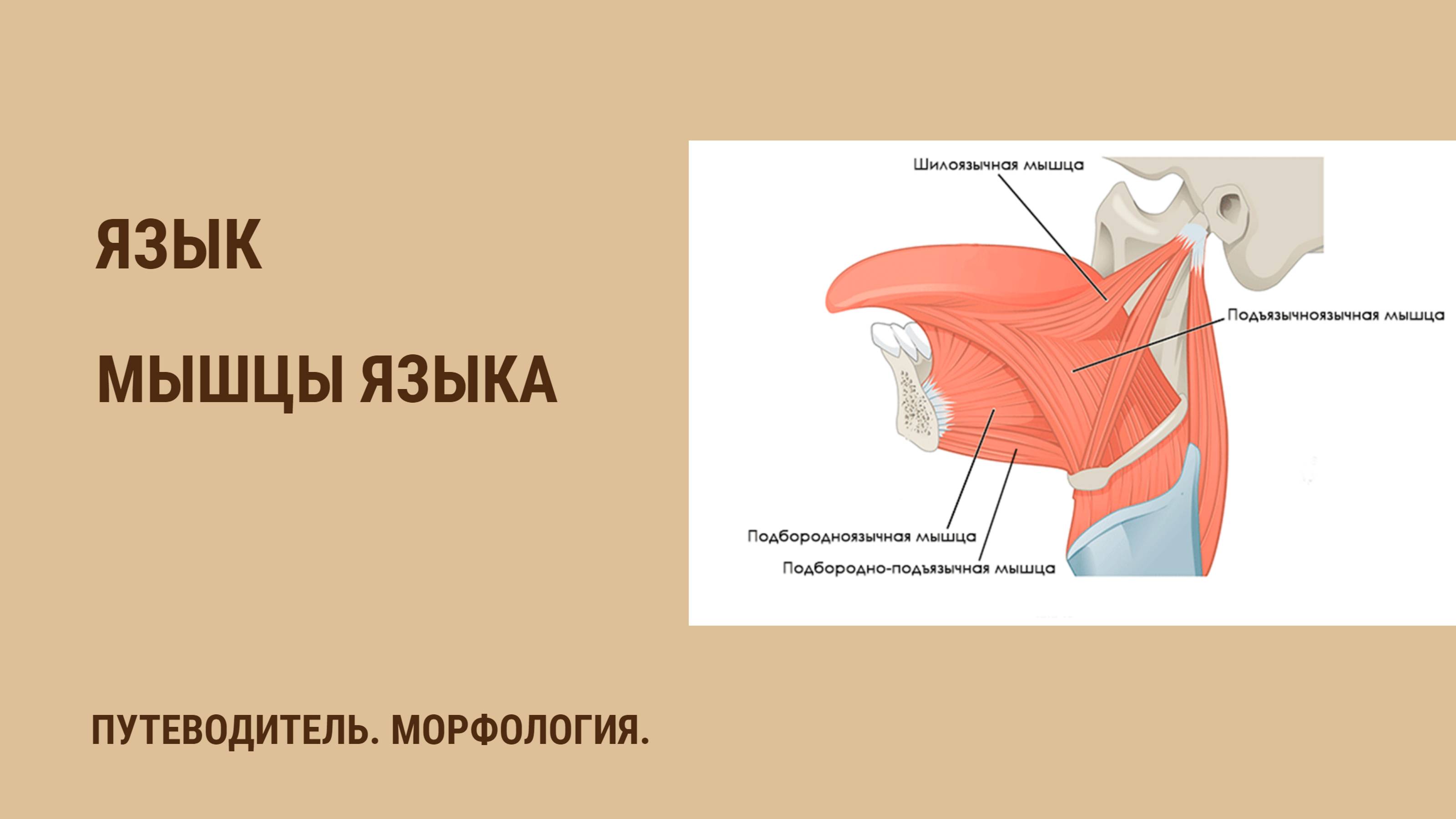 Мышцы языка
