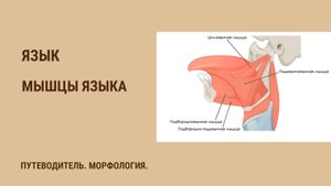 Мышцы языка