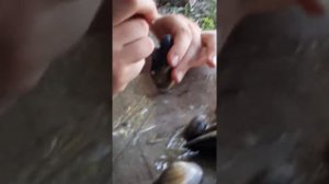 Смотрим  есть в речных малюсках жемчуг?