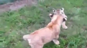 Битва льва против тигра!! / бой животных