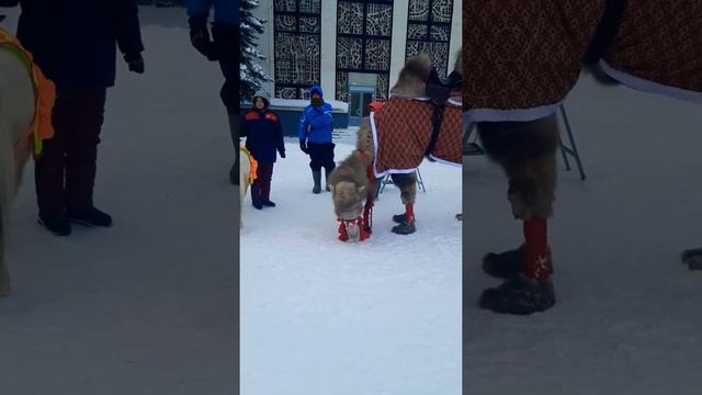 Верблюд в городе