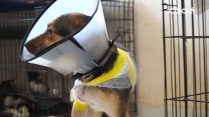 Дзержинского 102. Жестокое обращение с животными