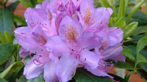 Amazing and Most Beautiful Vireyas Flowers | Vireya rhododendron | Tree Rhododendron