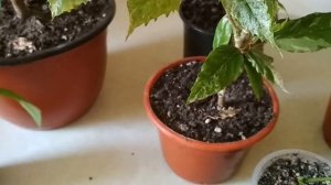 Когда и как часто делаем прищипку на гибискусе (розе)We make a pinch on the hibiscus (Chinese rose)