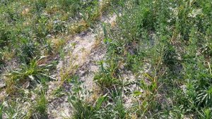 Не справляетесь с сорняками на чесноке, есть решение! Применение гербицида по чесноку.