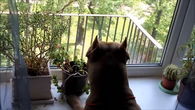 Питбули. Граница " на замке" . Неаполь РПП. смотреть онлайн