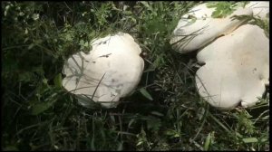 Грибы в лесу - Ложносвинуха рядовковидная (Leucopaxillus lepistoides)