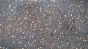 Посадка семян томата в теплице