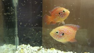 Пара Хромисов - Красавцев с мальками