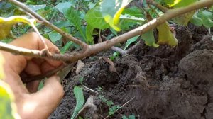 Результат прикапывание нижних ветвей у яблони стелющиеся. Небольшой обзор.