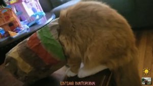 Смешные приколы с животными 20 июля 2023 года