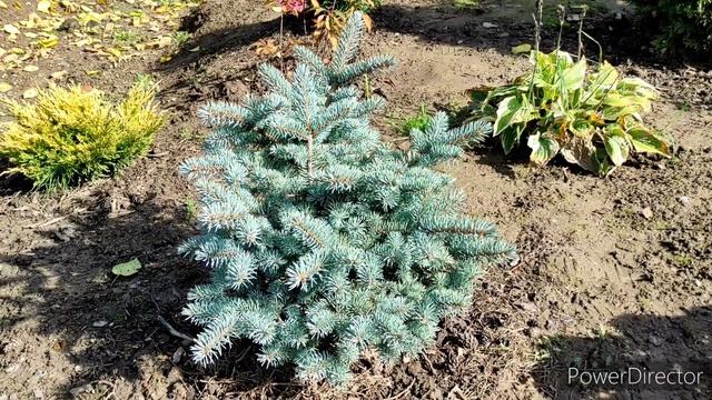 Ялинка Glauca Globosa/ Ель Глаука Глобоза