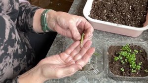 Сеянцы Адениумов и Сальвии перевела на фитильный полив.