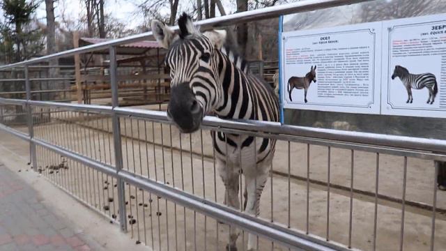 Очень красивый конь, модный! А зебра мягенькая) Бахчисарайскиий парк мниатюр, зоопарк. Крым. смотреть онлайн