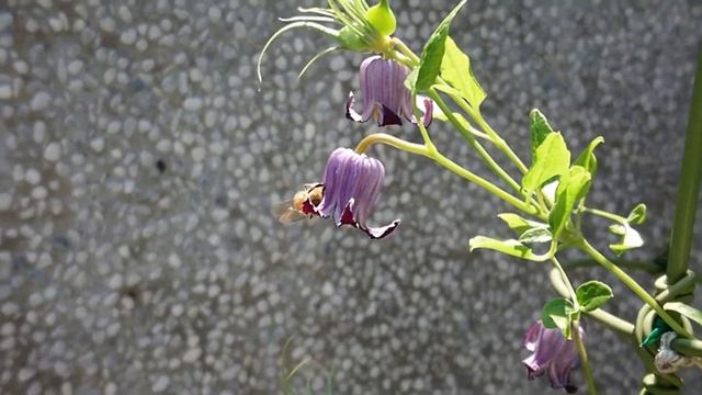 鈴鐺鐵線蓮 & 嗡嗡嗡的蜜蜂 Clematis Bell & Buzzing Bee смотреть онлайн