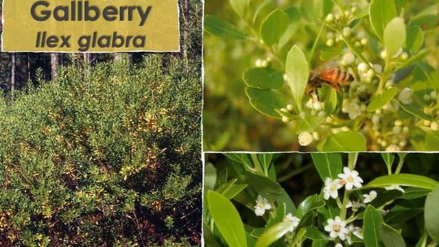 PBC Beekeepers June 2017 meeting with Susan Lerner смотреть онлайн