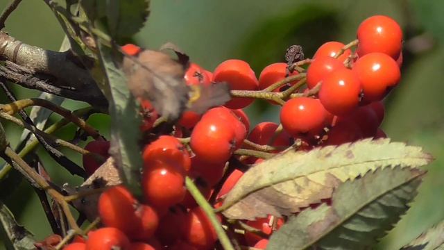 ? Время грибов, их много. ? Грибы белые, подосиновики, подберезовики, маслята, зонтики | Мир природ смотреть онлайн