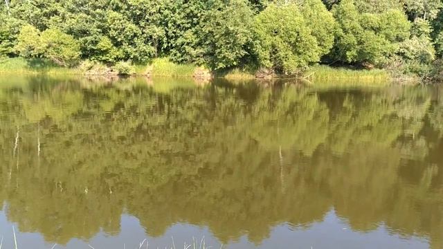 Утро. Речка. Птички. Солнышко. Всем хорошего настроения ❤️ смотреть онлайн