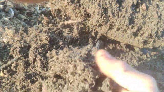 Нужен ли песок голубике? смотреть онлайн