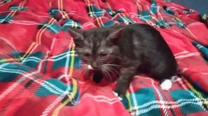 Котёнок в добрые руки (окрас темно-серый с белыми лапками и грудкой)