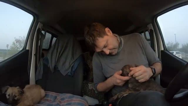 Спасение щенков! Ника и Джой - два маленьких щенка, которых я нашел под железным контейнером.