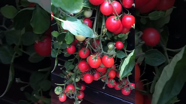 Томат «Садовая жемчужина»ампельный. смотреть онлайн