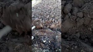Перекопка огорода вручную, удобный способ.