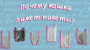 Почему кошки облизывают пакеты?