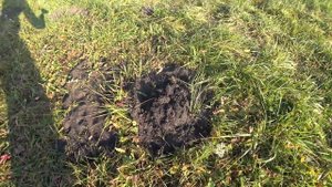 Заготовка земли для рассады своими руками / Чернозём на непаханом поле