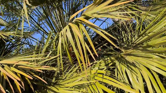 כמרופס נמוך Chamaerops humilis