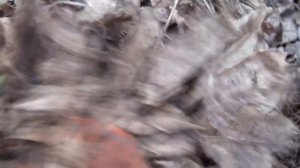 Rosa.Правильно Укрываем Розы что б Сохранить их на Зиму от Мороза. Подготовка к Зиме Роз Осенью.