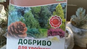 ЧЕМ ПОДКОРМИТЬ ЧЕРЕНКИ ГОЛУБОЙ ЕЛИ?|ПОДКОРМКА ХВОЙНЫХ