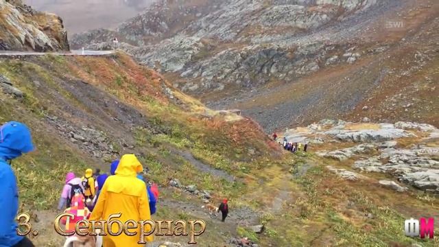 ТОП самых больших пород собак в мире | ТОП 5 самых крупных пород собак в мире