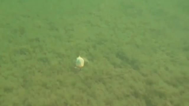 СТРАЙК ПРО Беби про обзор ультралайт воблера strike pro Baby pro братья щербаковы на окуня и головл смотреть онлайн