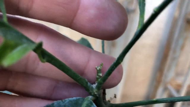 Лимон и грейпфрут в открытом грунте. Эксперимент выращивания цитрусов без укрытия смотреть онлайн