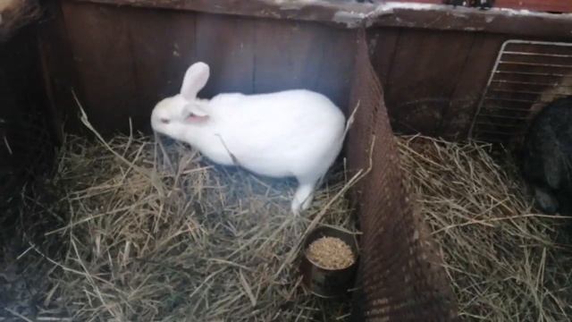 ПЛАН ДОМАШНЕГО КРОЛИКОВОДСТВА / РАЗВЕДЕНИЕ КРОЛИКОВ С НУЛЯ