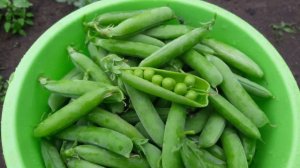 Горох Чудо Америки. Смело сажайте этот сорт!