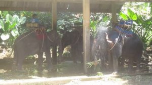 Экскурсия на слоновью ферму в Као Лаке Таиланд