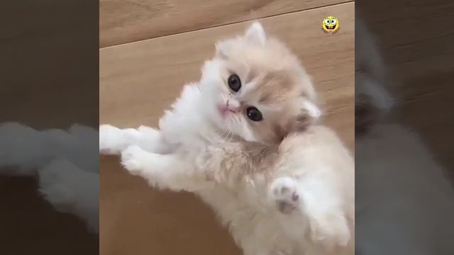 Маленькие Крохотные Котята?Красивые Коты Кошки.Милые #котята #Животные ✨