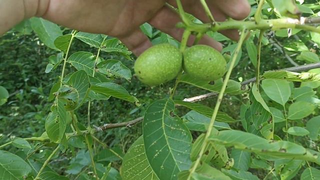 Как выглядит Грецкий орех в начале лета. Ворона его посадила мне на даче. смотреть онлайн