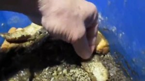 БГВ 10 Чёрная Львинка созрела для рыбалки